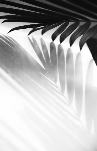 Abstract background of palm leaves shadow on white wall. Abstract background of palm leaves shadow on white wall. Vertical photo. Black and white. frond photos stock pictures, royalty-free photos & images