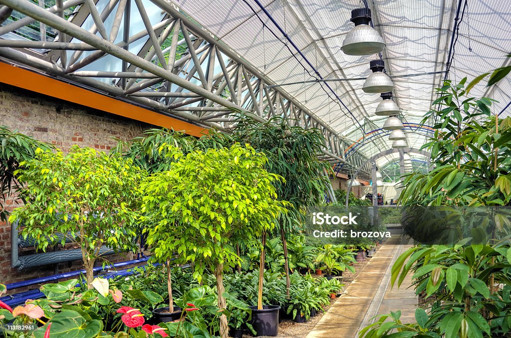 Plantes dans une serre moderne - Photo de Prise de vue en intérieur libre de droits