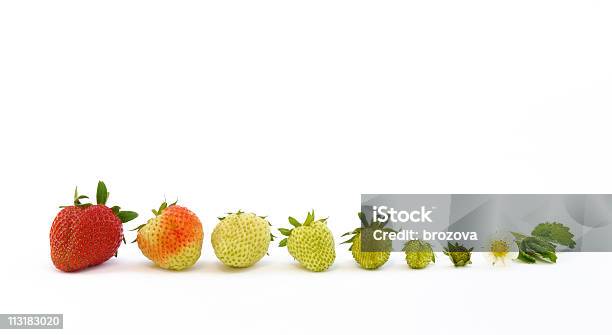 Strawberry Wachstum Isoliert Auf Weiss Stockfoto und mehr Bilder von Erdbeere - Erdbeere, Wachstum, Entwicklung