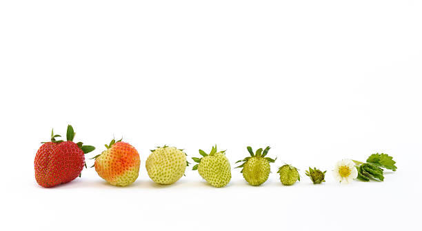 The growth of a strawberry isolated on white background stock photo