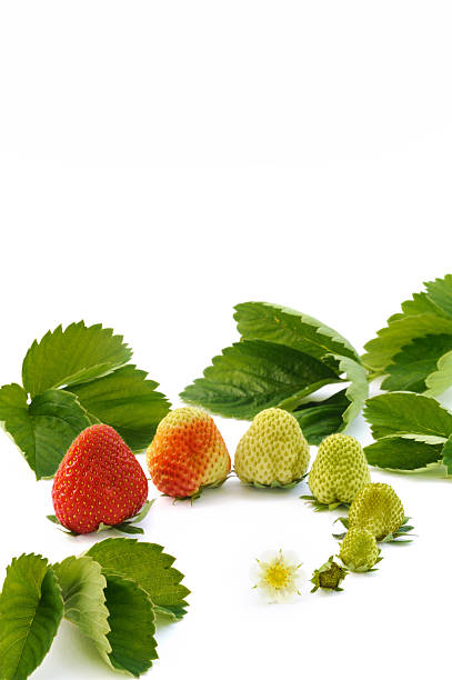 croissance de fraises isolé sur blanc - strawberry unripe isolated still life photos et images de collection