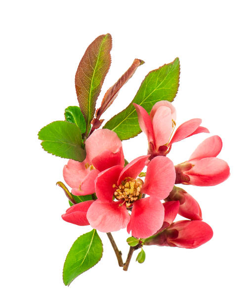 istock Blossoms wild cherry tree isolated white background Spring flowers 1131831278