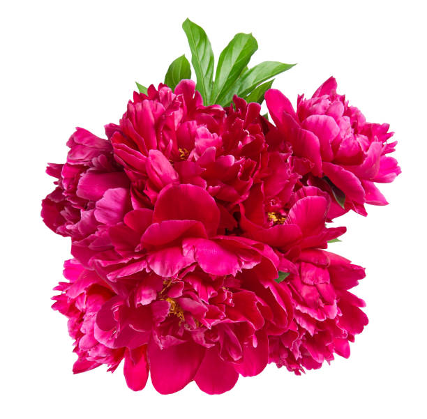 istock Red peony blossom isolated white background Flower bouquet 1131831283