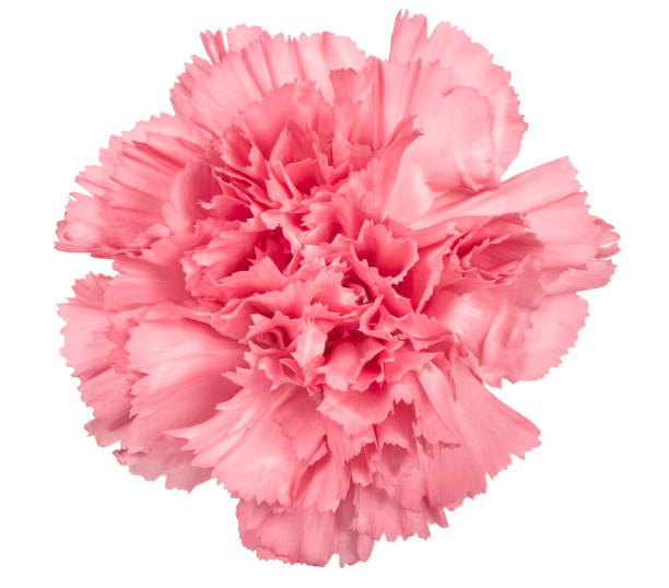 istock Carnation flower pink isolated white background 1131831298