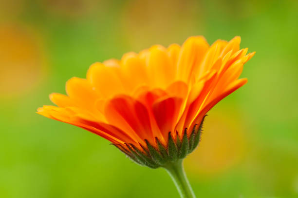 istock Calendula officinalis, marigold in a herb garden in a sunlight 1131831350