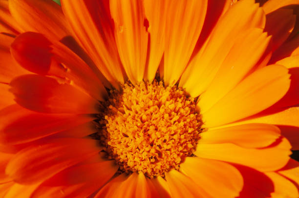 istock Calendula officinalis, marigold in a herb garden in a sunlight 1131831401