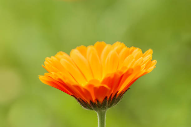 istock Calendula officinalis, marigold in a herb garden in a sunlight 1131831414