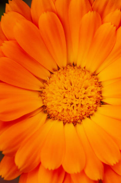 istock Calendula officinalis, marigold in a herb garden in a sunlight 1131831435