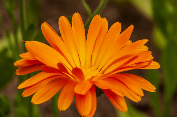 istock Calendula officinalis, marigold in a herb garden in a sunlight 1131831439