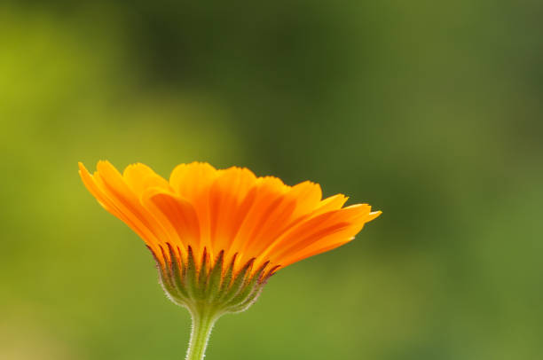 istock Calendula officinalis, marigold in a herb garden in a sunlight 1131831444