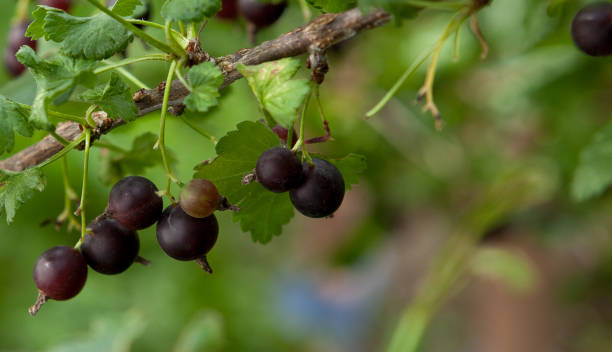 istock branch of black currant in a garden 1131831485