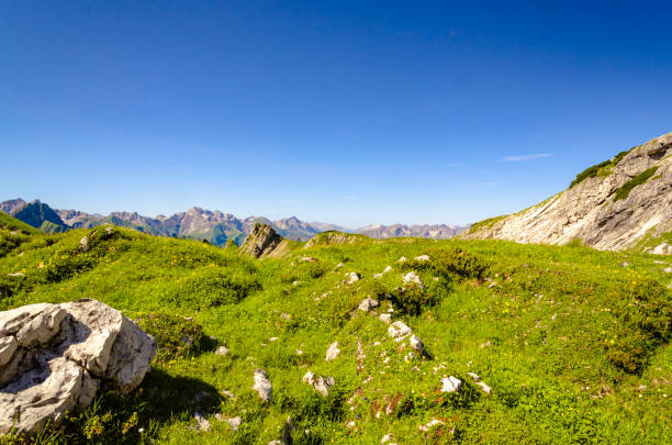 bergwiese - alm bavaria mountain summer fotografías e imágenes de stock