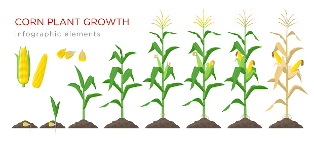 Corn growing stages vector illustration in flat design. Planting process of corn plant. Maize growth from grain to flowering and fruit-bearing plant isolated on white background. Ripe corn and grains