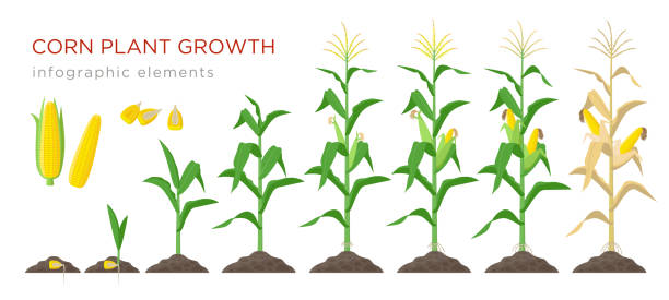 Corn growing stages vector illustration in flat design. Planting process of corn plant. Maize growth from grain to flowering and fruit-bearing plant isolated on white background. Ripe corn and grains. Corn growing stages vector illustration in flat design. Planting process of corn plant. Maize growth from grain to flowering and fruit-bearing plant isolated on white background. Ripe corn and grains cultivated illustrations stock illustrations