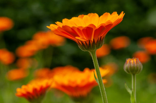 istock Calendula officinalis, marigold in a herb garden in a sunlight 1131833526