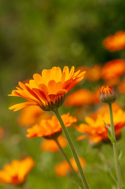 istock Calendula officinalis, marigold in a herb garden in a sunlight 1131833528