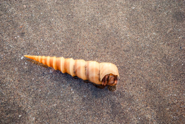 istock Turritella shell in the water on the beach 1131834481