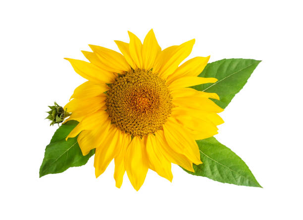 istock Sunflower yellow flower head with leafs isolated on white 1131834843