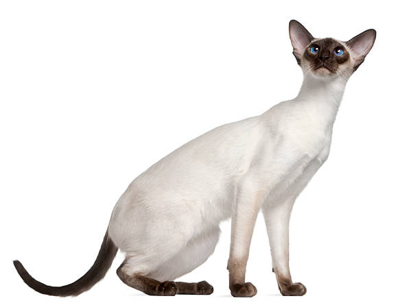 Side view of Siamese kitten, looking up, white background.  siamese cat stock pictures, royalty-free photos & images