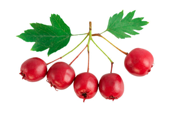 istock Hawthorn berries with leaves isolated on white, close-up 1131835137