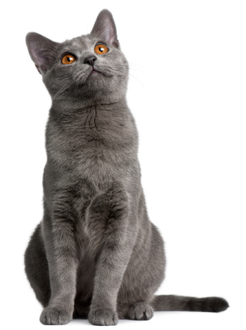 Chartreux kitten, 5 months old, in front of white background.