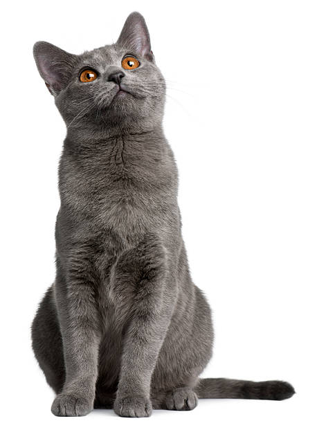 Gray Chartreux kitten looking up Chartreux kitten, 5 months old, in front of white background. purebred cat stock pictures, royalty-free photos & images
