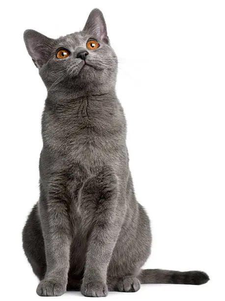 Photo of Gray Chartreux kitten looking up