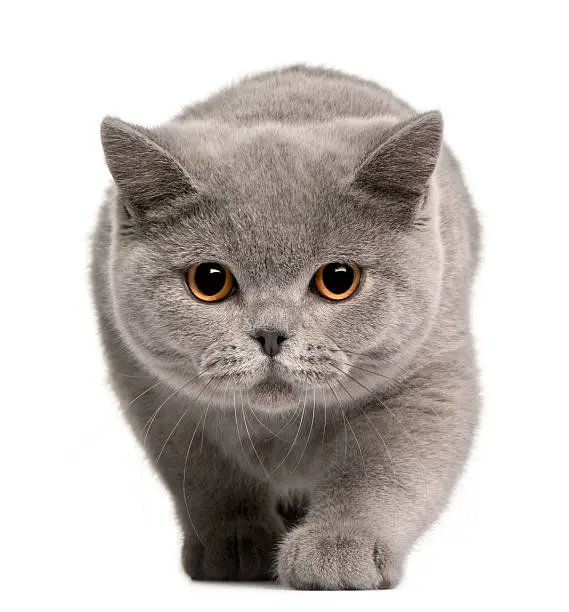 Photo of Front view of British Shorthair kitten, walking, white background.