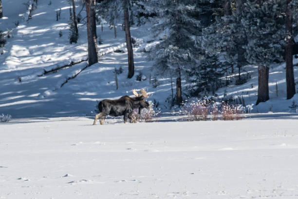 istock Bull moose grazing and at times sparring in snow 1131836734