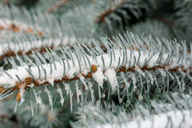 istock spruce twigs covered with snow 1131839686