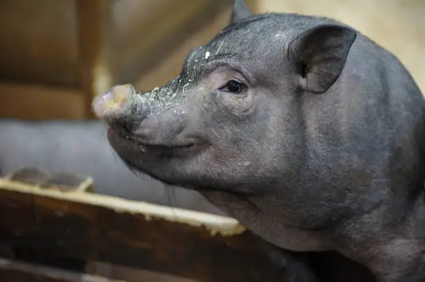 Big miniature Pig (mini piggy) with focus on eye and motion snout