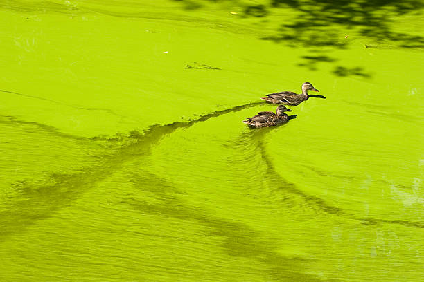 Massive algal bloom stock photo