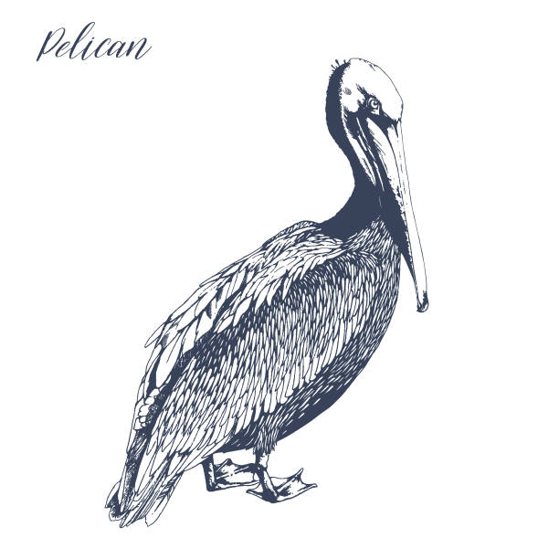 ilustrações, clipart, desenhos animados e ícones de desenho da tinta do esboço do pelicano ereto. - pelicano