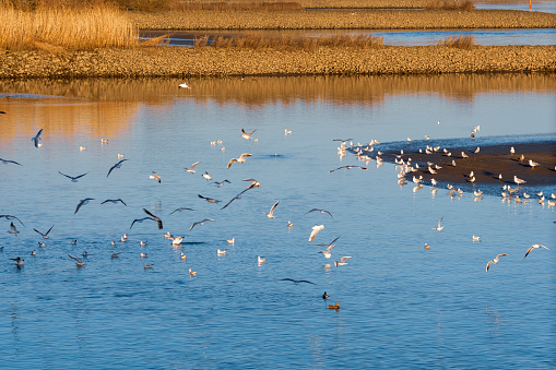 Seagulls fly over the Elbe river near Hamburg