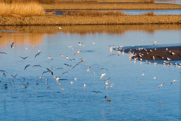 Seagulls fly over the Elbe river near Hamburg Seagulls fly over the Elbe river near Hamburg möwe stock pictures, royalty-free photos & images