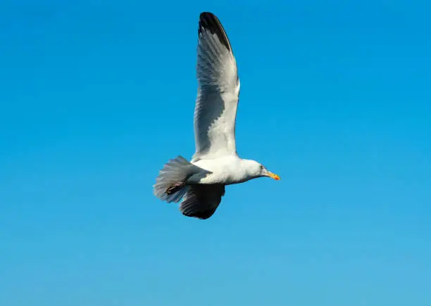 Closeup of a seagull in the blue sky
