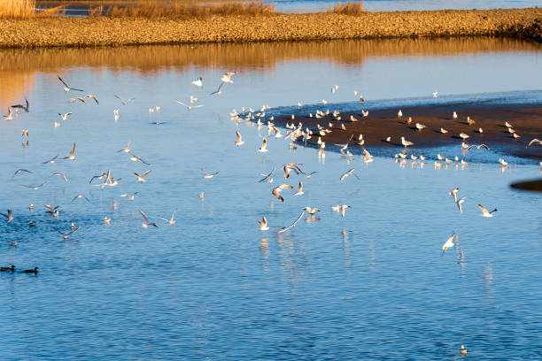 mewy przelatują nad łabą w pobliżu hamburga - elbe fluss zdjęcia i obrazy z banku zdjęć