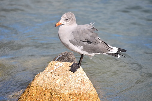A Heermann's gull stands on a rock on the edge of the water.
