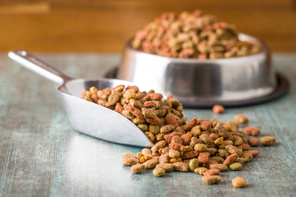 istock Dry pet food. 1131841677