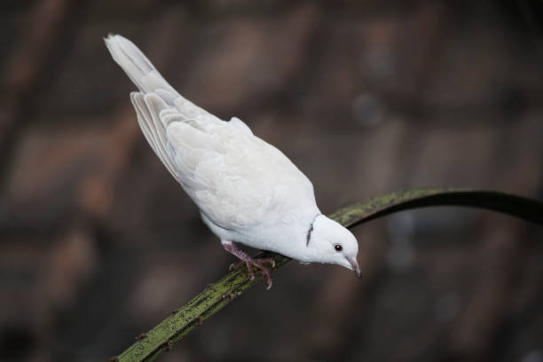 istock Alert Ring-necked Dove, Streptopelia capicola 1131846884