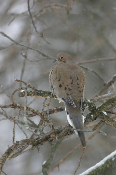 istock Vertical of a Mourning Dove, Zenaida macroura 1131846889