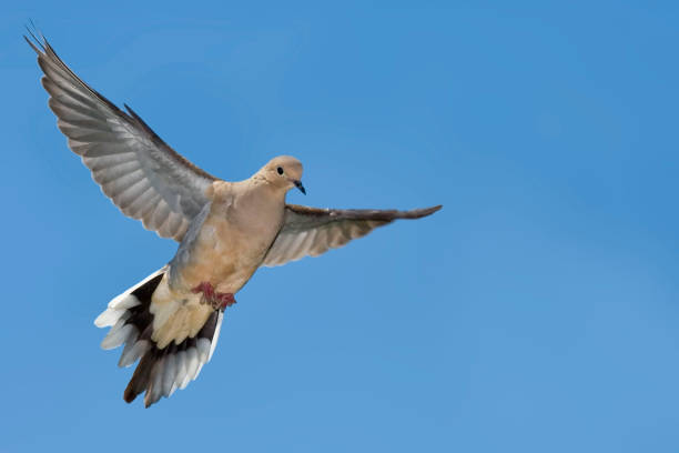 Mourning Dove, Zenaida macroura, in flight A Mourning Dove, Zenaida macroura, in flight zenaida dove stock pictures, royalty-free photos & images