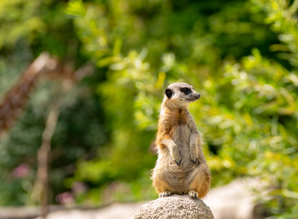 istock A meerkat on the sentry post 1131848008