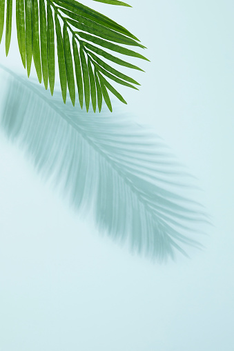 Shadow, Palm Tree, Leaf,Green,Turquoise,Backgrounds,Silhouette