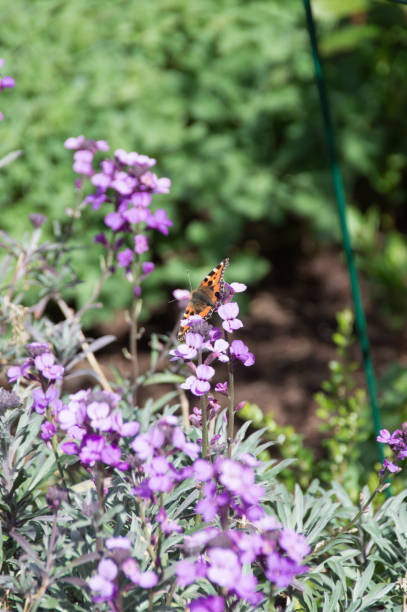 istock Butterfly on purple flowers 1131848531