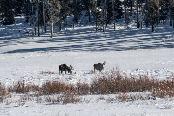 istock Bull moose grazing and at times sparring in snow 1131848561