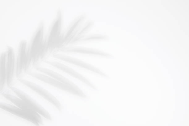Palm leaves and shadows