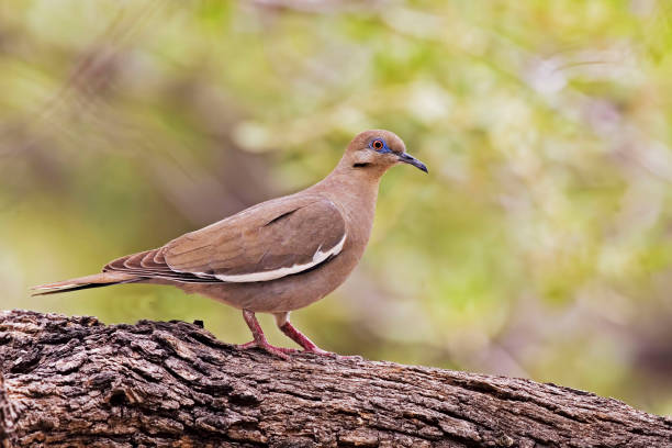 White-winged Dove, Zenaida asiatica, in tree A White-winged Dove, Zenaida asiatica, in tree zenaida dove stock pictures, royalty-free photos & images