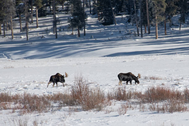 istock Bull moose grazing and at times sparring in snow 1131849880