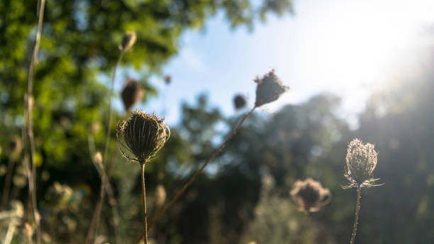 Season, Springtime, Summer, Thorn, Meadow, Plant, Seed, Autumn